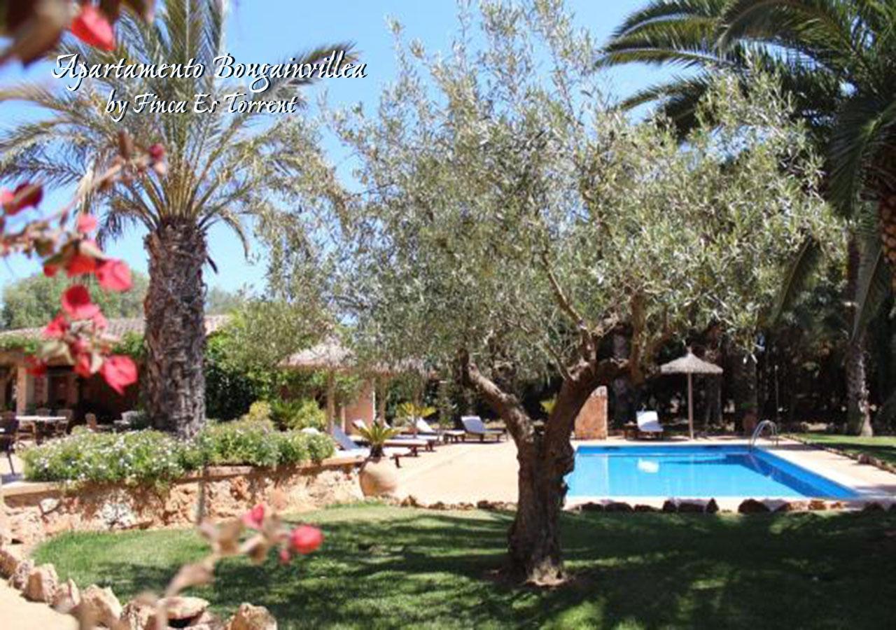 Bougaivillea By Es Torrent *